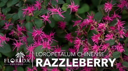 Loropetalum Razzleberry | 3 Live Plants | Loropetalum Chinense | Evergreen Shrub | Vibrant Pink Flowers | Fast Growing | Low Maintenance | Ornamental Bush | Outdoor Landscaping
