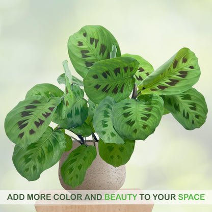 LEAL PLANTS ECUADOR Calathea Maranta (Pack of 2) Fascinating Leaf Movement, Easy Care Tropical Houseplant, Air-Purifying, Ideal for Home & Office Decor, Unique Living Plant Gift
