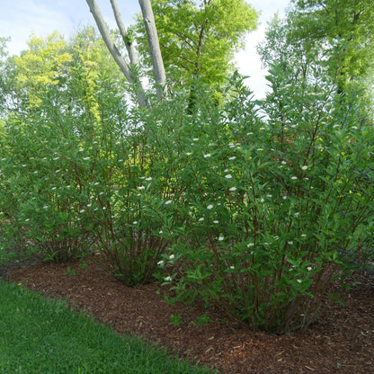 Proven Winners Arctic Fire Red Dogwood (Cornus stolonifera) Live Plant, 4.5" Qt, 4 Pack