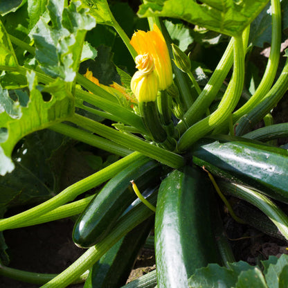 2 Green Zucchini Plants, Live Zucchini Plants in Pot, Summer Squash for Outdoor Garden, 3 to 6 Inch Tall Plant
