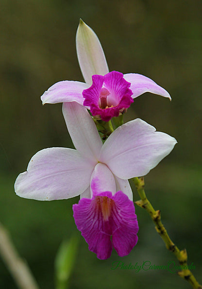 Hawaiian Bamboo Orchid Plant Root - Live Tropical Orchid, Easy Care Indoor Outdoor Flowering Plant with Fragrant Purple Blooms, Hawaii Grown Orchid