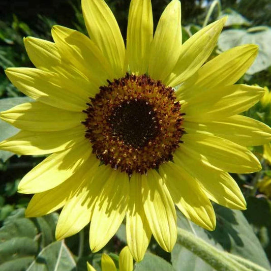 Lemon Queen Sunflower - 1/4 LB Bulk ~2,700 Seeds - Non-GMO, Heirloom, Open Pollinated Flower Gardening Seeds