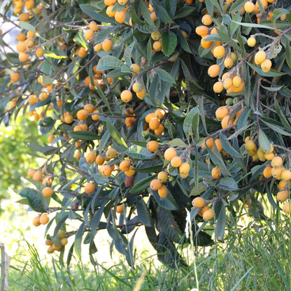 Seedling Loquat Tree Live Plant, Tropical Fruit Tree, Sweet Golden Loquat for Outdoor Garden, 3 Gal, 2-3 Ft Tall, No Ship to CA