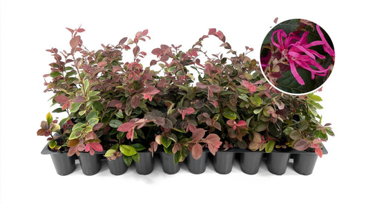 Loropetalum Razzleberry | 3 Live Plants | Loropetalum Chinense | Evergreen Shrub | Vibrant Pink Flowers | Fast Growing | Low Maintenance | Ornamental Bush | Outdoor Landscaping