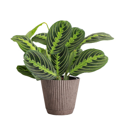 Thorsen's Greenhouse Lemon Lime Prayer Plant, Live Indoor Plant, Pet Friendly, Attractive Houseplant, Lemon Maranta, Natural Air Purifier, Easy to Grow, 4" Diameter Pot (Coffee)