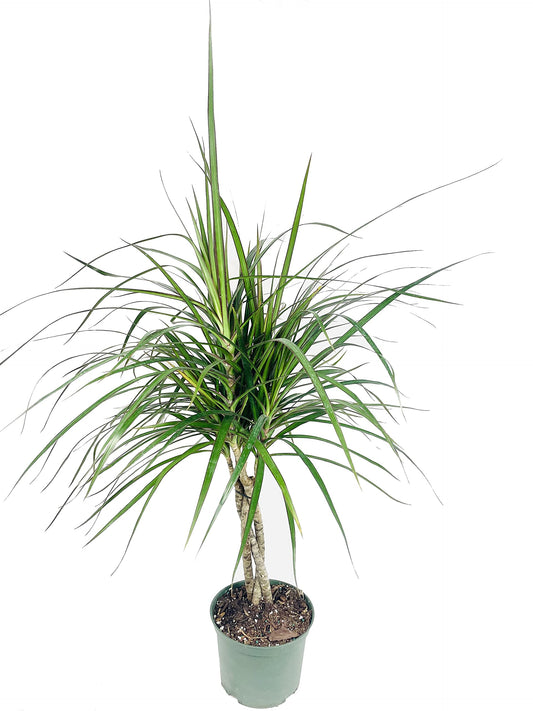 Dracaena Marginata Braid - Live Plant in a 6 Inch Pot - Dracaena Marginata - Stunning Braided Indoor Houseplant