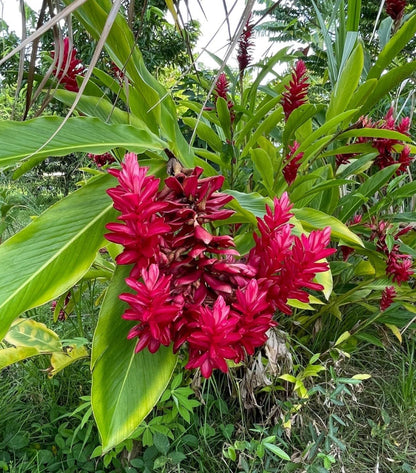 Live Plant - Hawaiian Red Ginger-Alpinia Purpurata- Small Rooted Starter Plant