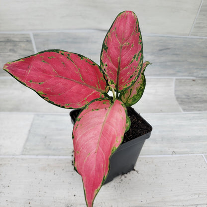 Aglaonema Wishes Pink Lady Valentine, Chinese Evergreen Live Rare House Plants All Plants are Fully Rooted Plants in 4 inch Pot by 3exoticgreen