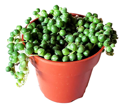 Succulent Plant in Gift Box String of Pearls (Senecio Rowleyanus) - Live Trailing Plants Fully Rooted & in Bloom - Rare House Plant for Home Office Wedding Hanging Decoration - 4" Pot with Soil Mix