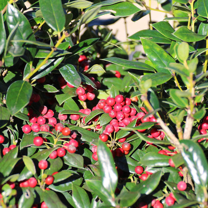 Dwarf Burford Holly 1 Gallon