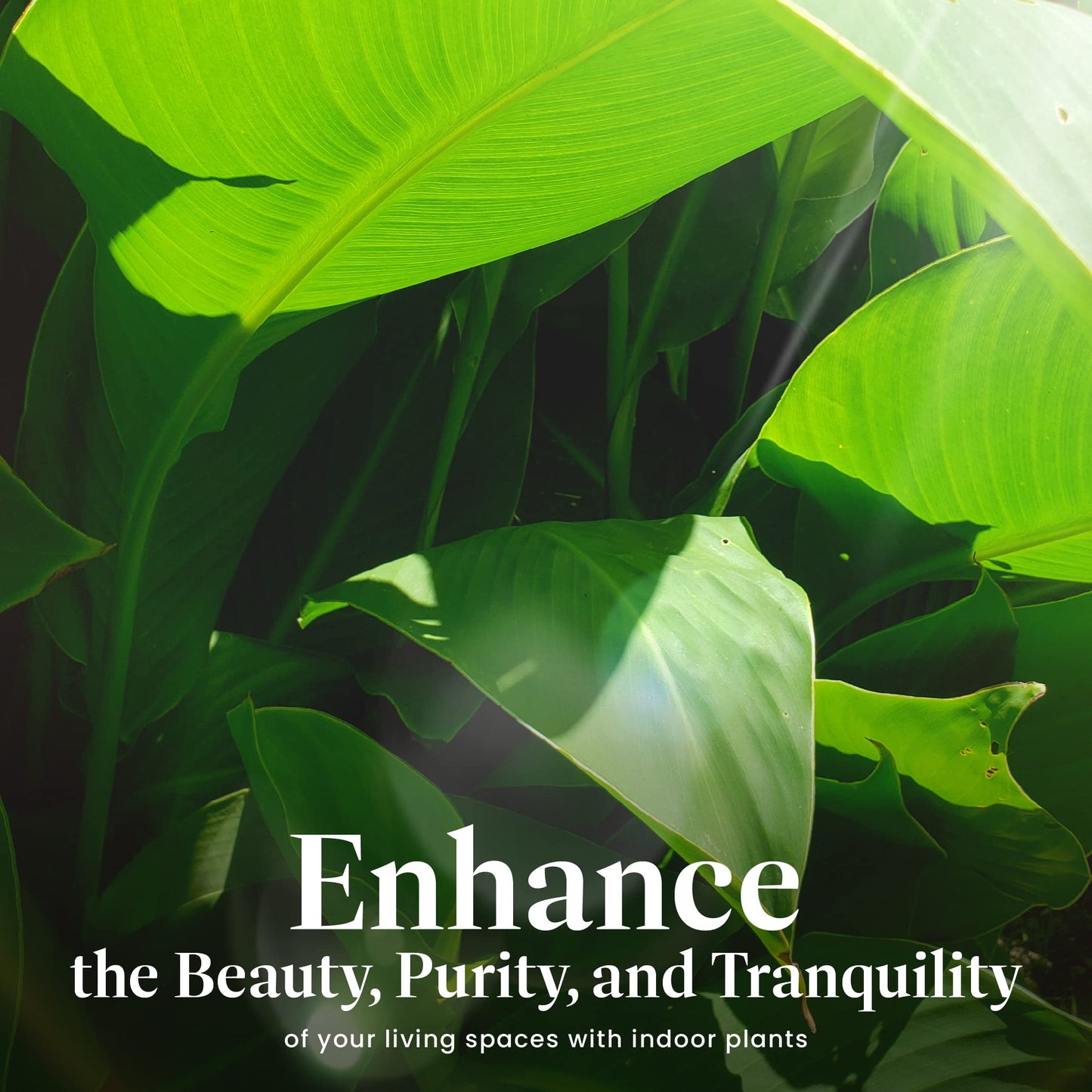 American Plant Exchange White Bird of Paradise – 10-Inch Pot – Live Tropical Flowering Plant, Lush Architectural Foliage for Home, Garden, or Patio Decor