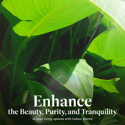 American Plant Exchange White Bird of Paradise – 10-Inch Pot – Live Tropical Flowering Plant, Lush Architectural Foliage for Home, Garden, or Patio Decor
