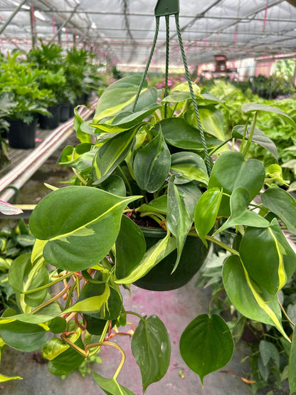 8 Pack Philodendron 'Brasil' in 3in Pot - Live Tropical Houseplant - Easy to Grow | Air Purifying | Variegated | USA Growers | The Snobby Leaf