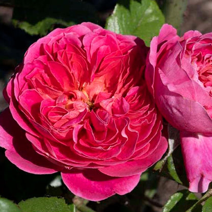 Powerpuff Pink Rose 1.5 Gallon Potted Live Plant, Non-Stop Fragrant Pink Flowers, Own Root, Stargazer Perennials, Zones 5-11