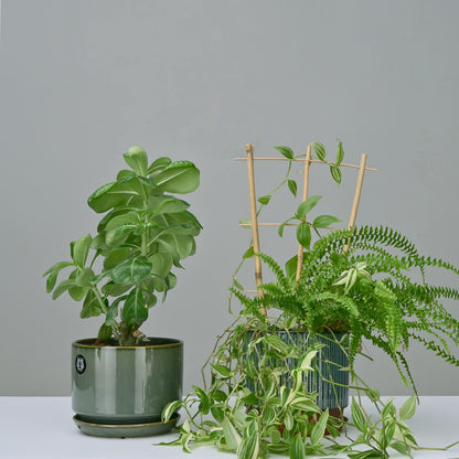 Natural Bamboo Trellis 15 Inches for Climbing Plants, Bamboo Trellis Potted Plant - 3 Pack