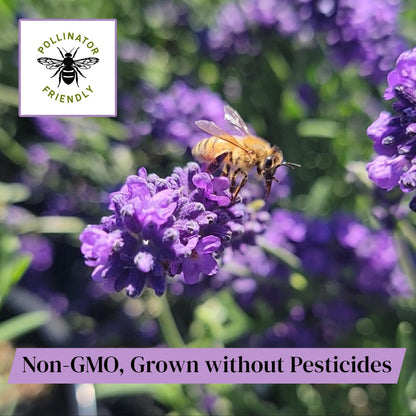 L+ Grosso Lavender — 1 Live Plant in 4" Pots — Deep Violet Flowers — Fragrant, Bee-Friendly, Drought & Deer Resistant Perennial — Zones 5–9, Cut Flower & Sachet