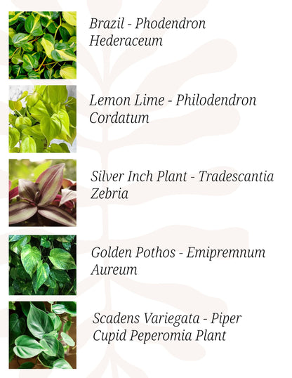 Indoor Plants, 4 Pack, Low Light Plants