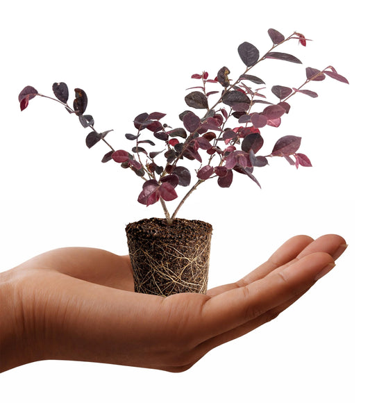 Loropetalum Chinense Plum Gorgeous | 1 Live Plant | Fringe Flower, Purple Foliage, Year-Round Beauty, Low Maintenance, Ornamental Shrub, Landscape Favorite, Vibrant Color