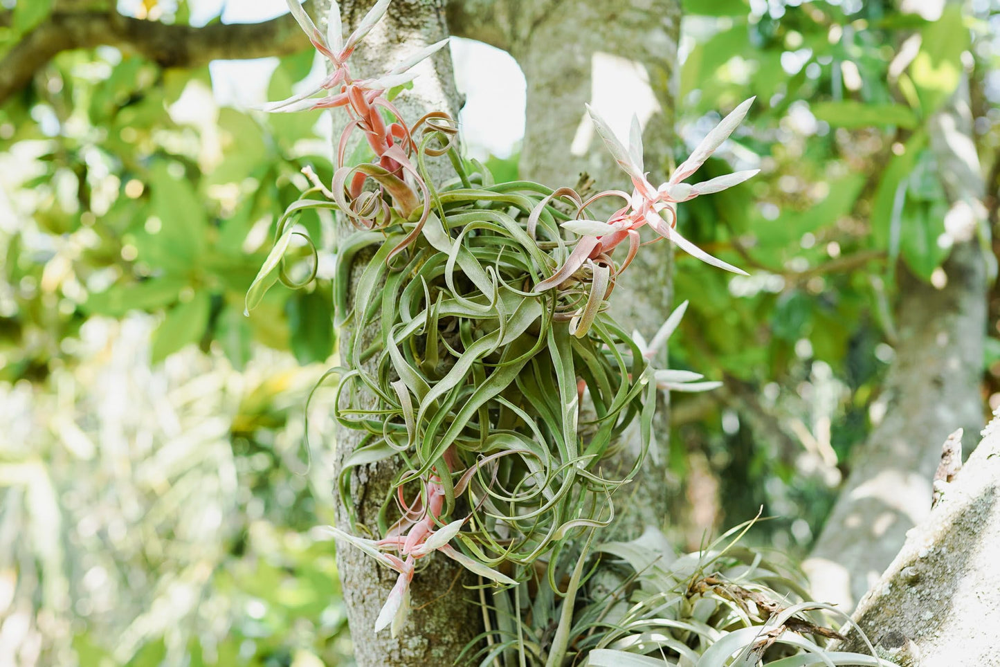 Medium Air Plants Streptophylla - Live Tillandsia Succulent House Plants - Available in Wholesale and Bulk - Home and Garden Decor - Easy Care Indoor and Outdoor Plant (Pack of 1)