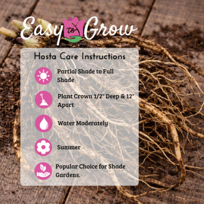 Easy to Grow Hosta Bumper Crop Mix 10 Trimmed Roots - Mixed Varieties Colorful Foliage, Summer Flowers Partial to Full Shade Zones 3-8