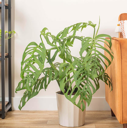 70pcs Variegated Monstera Seeds – Green & White Tropical Foliage Plant Seeds for Planting, Easy to Grow Indoor & Outdoor Houseplant, Decorative Jungle Vibe Seeds for Home or Garden
