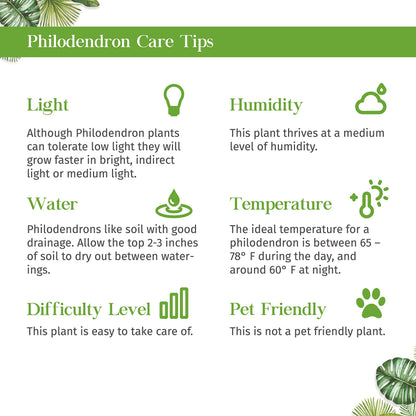 Philodendron Painted Lady Live Plant for Indoor | Different Houseplants in 4'' & 6'' Pot | Real House Plant for Living Room, Office, Desk & Bathroom | Emerald Queen Plant