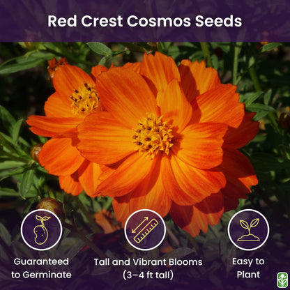 Red Crest Cosmos - Long Blooming Season