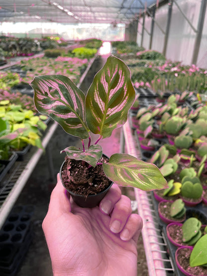 3 Pack Calathea 'Makoyana' in 4in Pot - Live Tropical Houseplant - Easy to Grow | Air Purifying | Pet Friendly | Variegated | USA Growers | The Snobby Leaf