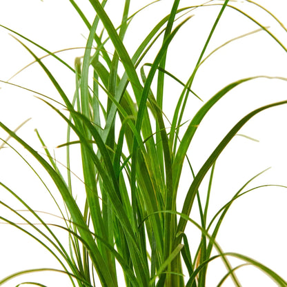 Palm Ponytail in 3in Pot - Live Plants Tropical Houseplants | Variegated | USA Growers | The Snobby Leaf