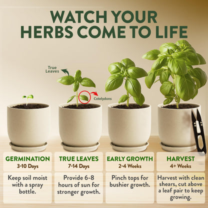 HOME GROWN Indoor Organic Herb Garden Kit, Unique Valentines Day Gift for Adults, Men, & Women,Grow 4 Herb Seeds for Kitchen Window Garden,Beginner DIY Hobby Gardening Gift for Plant Lovers, Mom & Dad