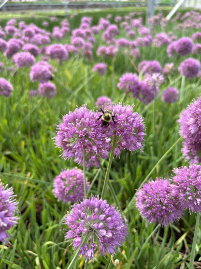 Perennial Farm Allium 'Medusa' – Live Ornamental Onion in #1 Container, Lavender-Purple Blooms with Twisting Stems, Deer Resistant, Pollinator Friendly, Great for Borders, Beds & Rock Gardens