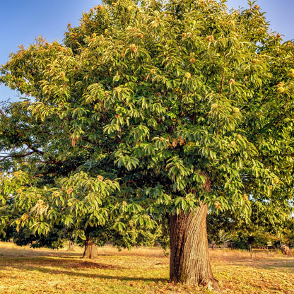 Chestnut Tree Live Plant 1-2 Feet Tall, Fast-Growing Nut Tree, Live Fruit Trees for Outdoor Planting