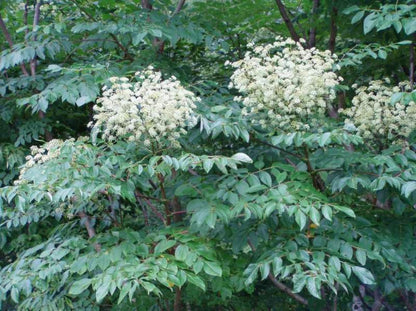 4-6" Tall Aralia spinosa Rare Exotic Hardy Small Starter Tree - 1 Plant Devil's WALKINGSTICK