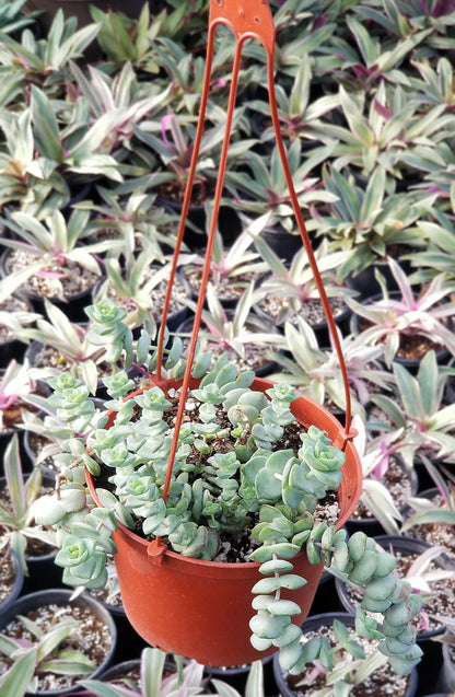 String of Buttons Plant in Hanging Pot Fully Rooted in 6 inch Planter Pots with Soil - Reali Succulent Lve Potted Succulents / Unique Indoor Cactus Decor Crassula Baby's Necklace - Hanging Pot
