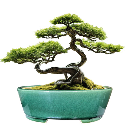 MUZHI 9” Glazed Oval Green Bonsai Planter Pot with Humidity Tray, Classic Neat Ice Crack Long Bonsai Tree Succulent Plant Pot with Saucer