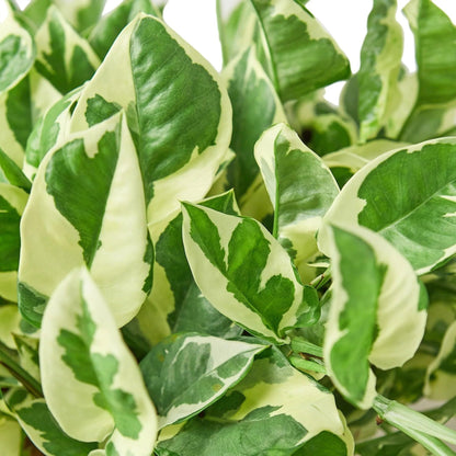 Pothos 'N'joy' | Live Plant for Indoor & Outdoor | for Living Room, Office, Bathroom | (6" Pot, White Cylinder)