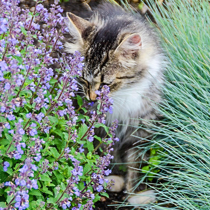 Direct Gardening Walker's Low Catmint Nepeta Dormant Bare Root Flowering Pernenial Starter Plant