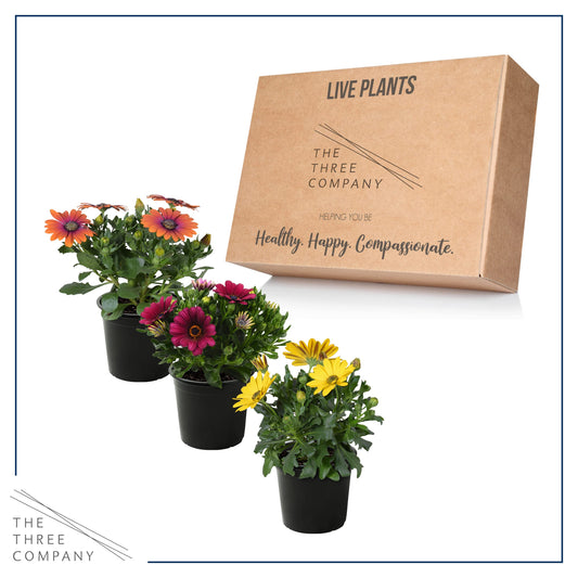 Live Flowering Osteospermum Plant - Grower's Choice Assorted Colors (3 Plants Per Pack) - Beautiful African Daisies - Early Spring Color - 12" Tall by 5" Wide in 1 Qt Pot