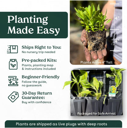 Swamp Milkweed 6 Live Plants (Asclepias incarnata) – Native Perennial Wildflower for Pollinator & Rain Gardens, Attracts Monarch Butterflies, Ideal for Wet Areas, Full Sun Landscaping Plant