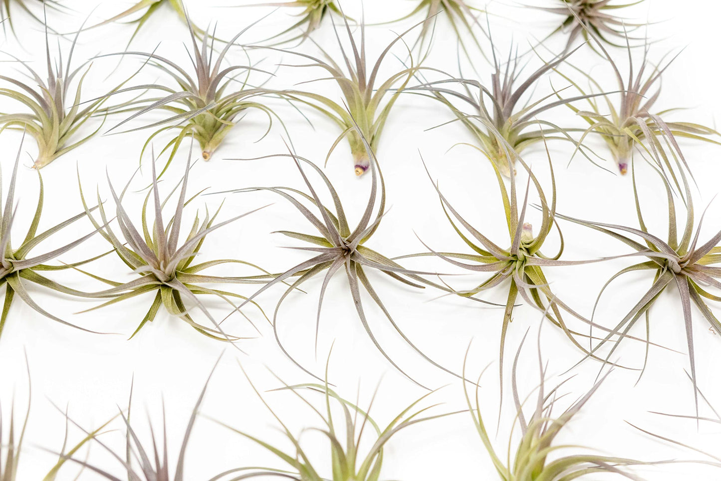 25 Pack Air Plants The Inca Collection - Live Succulent House Plants - Available in Wholesale and Bulk - Home and Garden Decor - Easy Care Indoor/Outdoor Air Plant