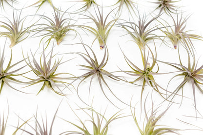Air Plants The Inca Collection - Live Succulent House Plants - Available in Wholesale and Bulk - Home and Garden Decor - Easy Care Indoor/Outdoor Air Plant (Pack of 6)