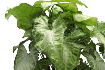 Thorsen's Greenhouse Low Light Houseplant Set, Easy Care Plants, Set of 3 Plants, Live Indoor Plants, 4" Diameter, Classic Pots (Brushed Silver)