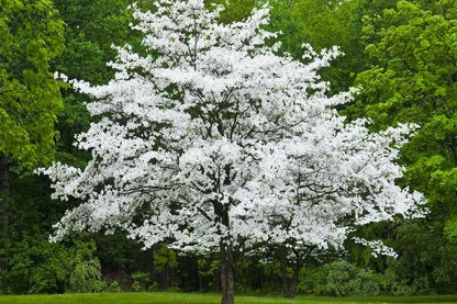 Live Plant - White Flowering Dogwood Tree - Live Potted Plant - Quart Pot - Cornus Florida