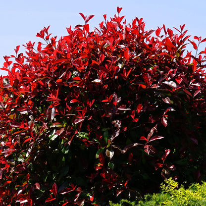 2 Bareroots Dormant Burning Bush Shrub Live Plants Rooted Cuttings, 6-12" Tall, Dormant, No Leaf, No Pot, Hardy Burning Bush Shrub for Outdoor Landscaping
