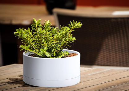 D'vine Dev 8 Inch Plastic Shallow Planter, Large Round Succulent Plant Pot with Drainage Hole and Sauce, Decorative Bonsai Pot for Indoor Plants, White, 76-Z-A-1