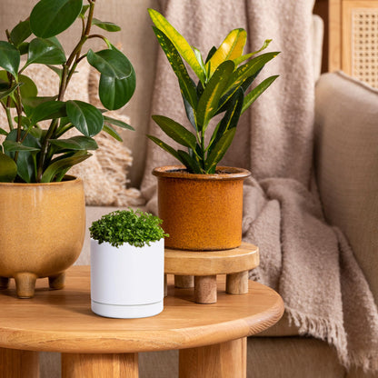 D'vine Dev Set of 4 Small Ceramic Plant Pots, 3.5 Inch Succulent Planter Pot for Plants with Drainage Hole and Saucer, White, 94-X-A-1