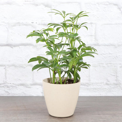 Thorsen's Greenhouse Live Arboricola Umbrella Tree Plant, Schefflera Arboricola, Natural Air Purifier, Easy to Grow, Live Indoor Houseplant, 4-inch Diameter (Natural)