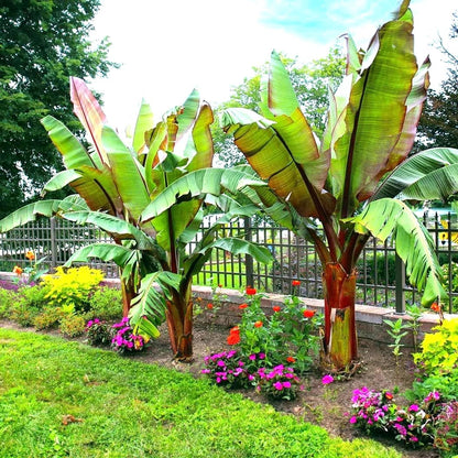 Red Abyssinian Banana (Ensete Maurelii) 5-9" Live Plant - Giant Red Leaf Ornamental Tree - Fast Growing Tropical Focal Point - Huge Container Accent