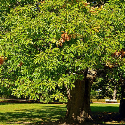 Northern Red Oak Tree, Vibrant Foliage, Deciduous, Tall, Acorn Producing, 5 gal, Nursery Pot (Due to Agricultural Laws, we Unable to Ship to CA, AZ, AK, or HI)