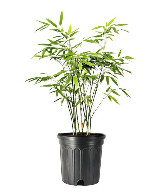 Fernleaf Bamboo | 1 Large Trade Gallon Size Plant | Bambusa multiplex | Clumping Bamboo Privacy Screens | Fast Growing Ornamental Hedge Gardens Walkways Borders Landscapes Foundation Accent Use